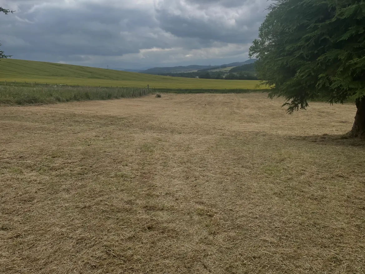 Neatly trimmed hedge