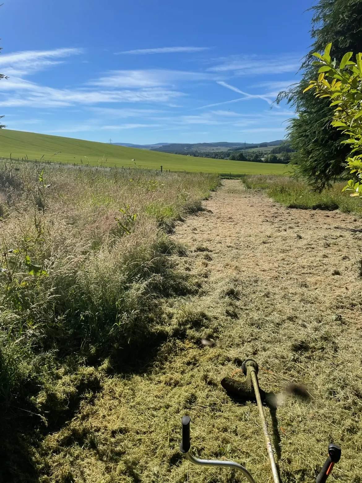 Hedge before trimming