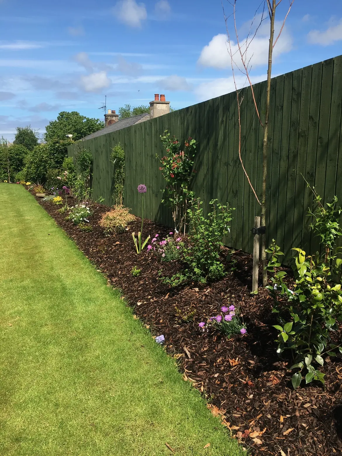 Garden border with new plants and shrubs